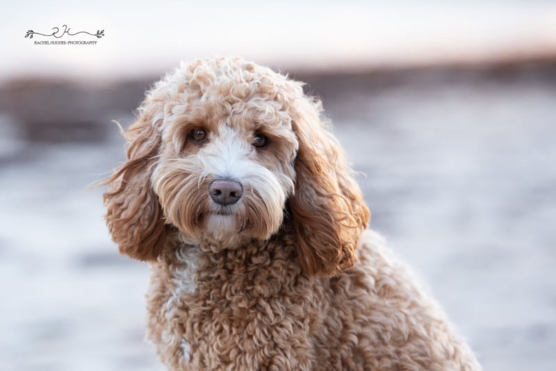 dog10-800x534.jpeg