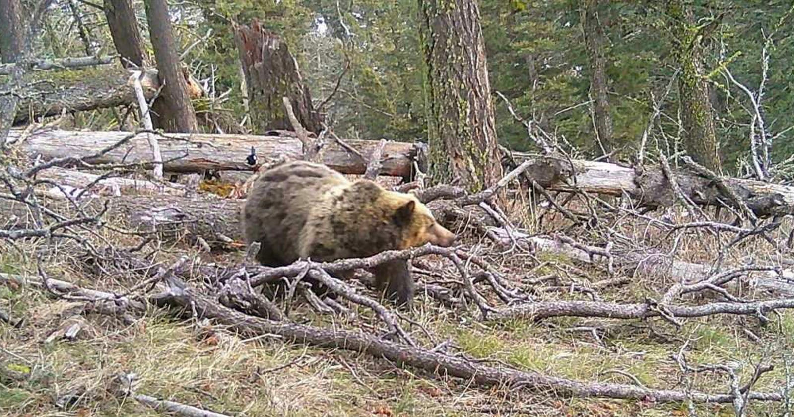 A grizzly bear walks through a forested area with fallen branches and logs, surrounded by trees and mossy ground.