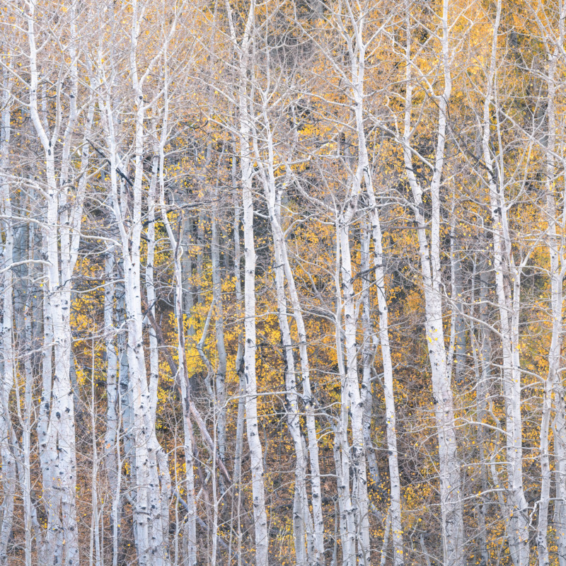 utah_fallcolor_landscapephotography_18-800x800.jpg