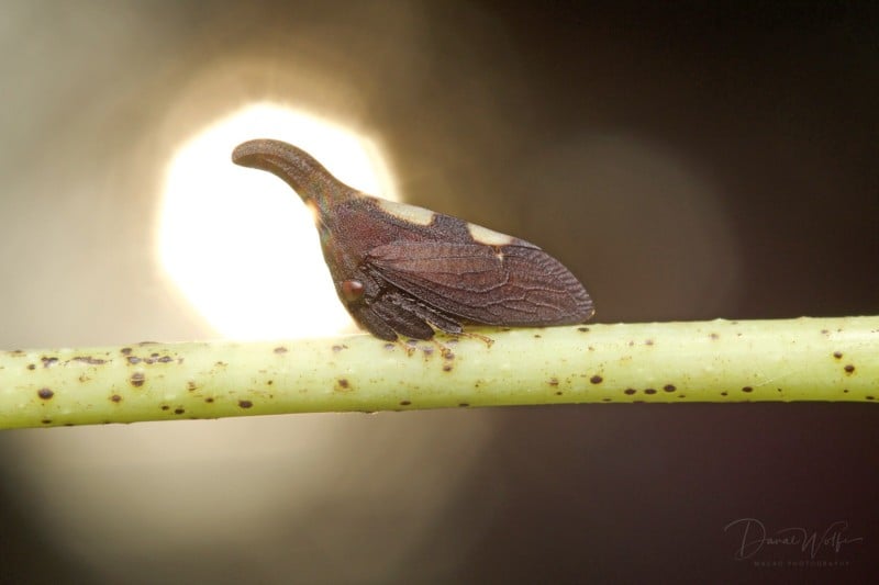 Two-marked-Treehopper-800x533.jpg
