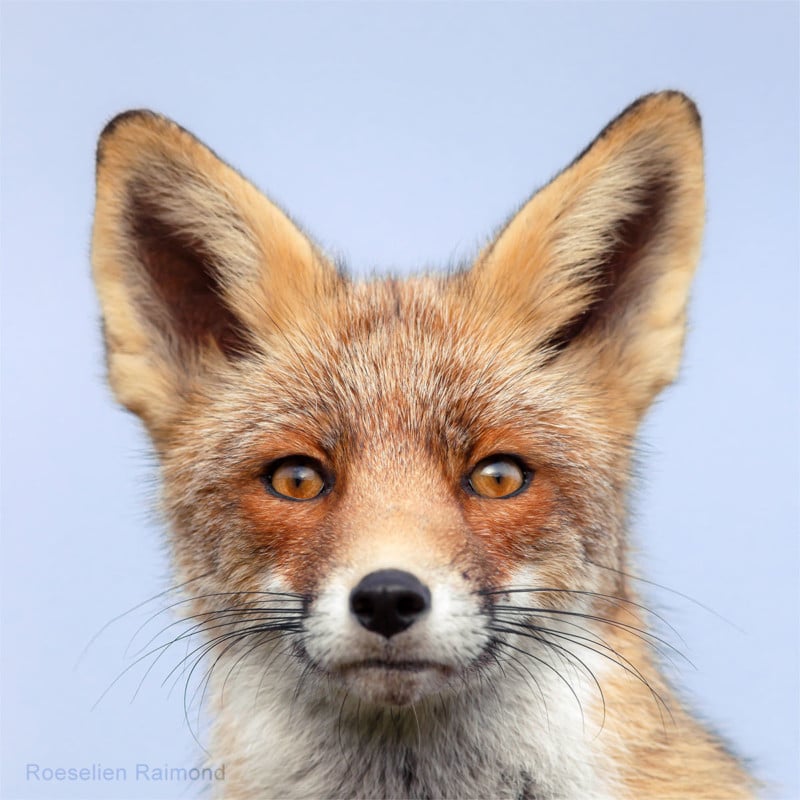 A portrait of a fox