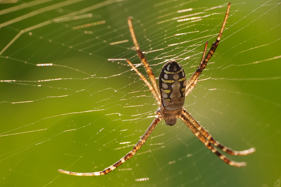 Good_morning_7_legged_spider_by_Draken413o.jpg