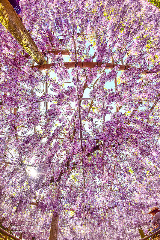 26336923203_e605427910_c.jpg