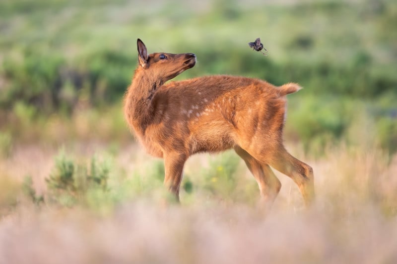 Elk-Calf-And-Bird-800x533.jpg