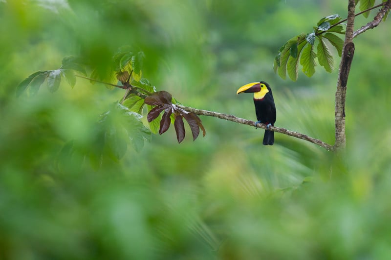 BASCO-toucan-800x533.jpg