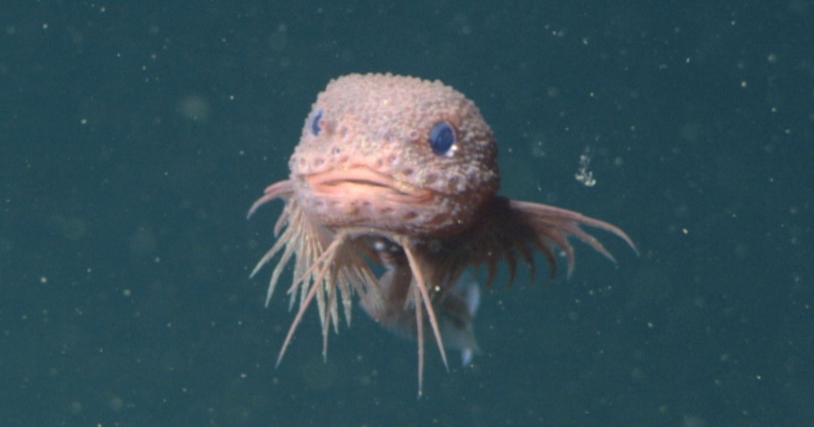 bumpy snailfish