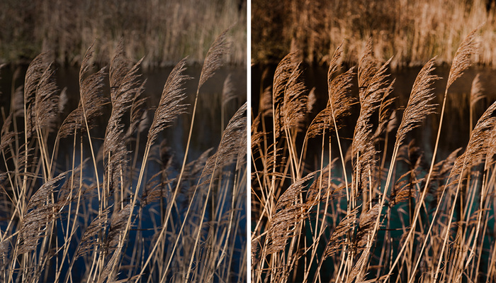 Fstoppers Reviews a Preset Pack From Budget-Friendly Junglepresets