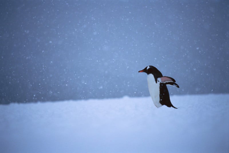 Antarctica_35_E100_13_sRGB-800x534.jpg