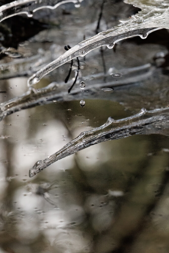 icicle-683x1024.jpg