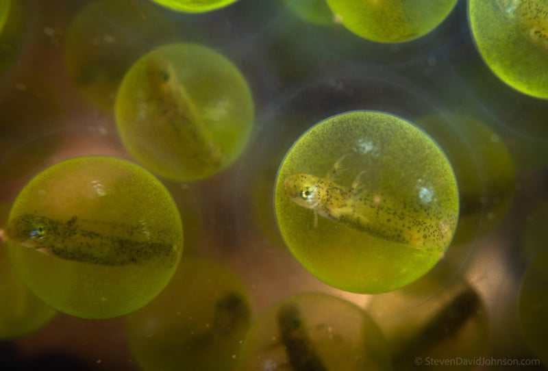 underwater-macro-photography-petapixel-9-800x542.jpg