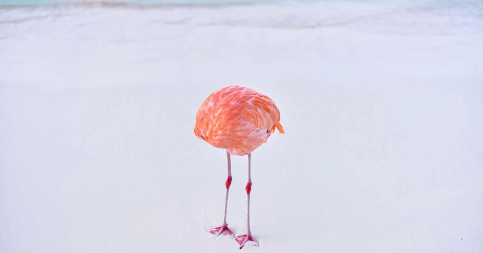 A flamingo stands on a beach with its head tucked away, making its body appear headless. The sand is white, and the pastel-colored ocean is calm in the background. The lighting is soft, creating a serene and minimalist scene.