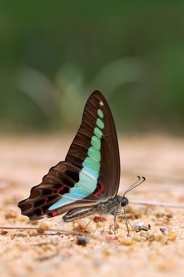 Common_Blue_Bottle_2_270508_by_inckurei.jpg