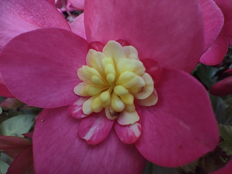 Realme-GT-Explorer-macro-800x600.jpg