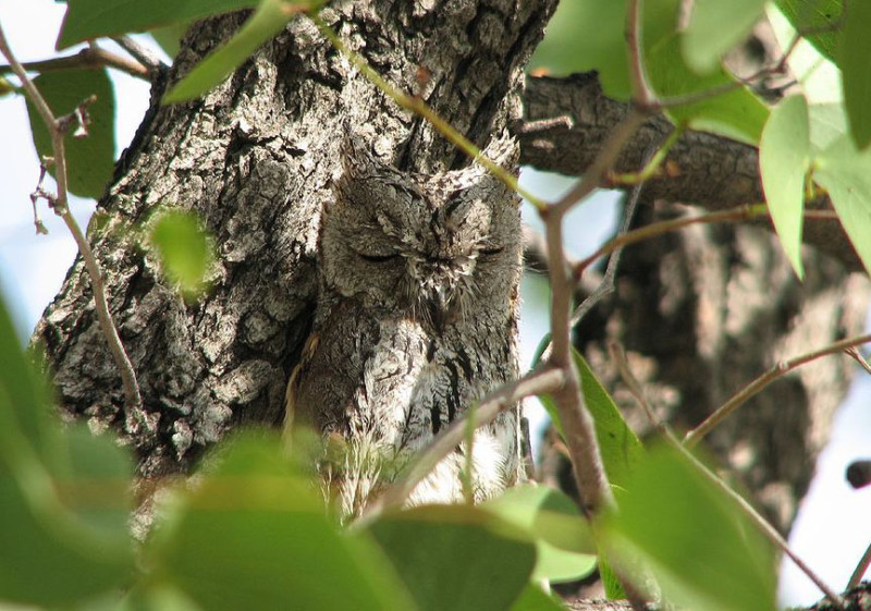 camoowl-800x561.jpg