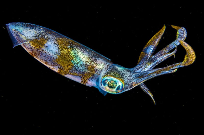 F8409711-800x533.jpg