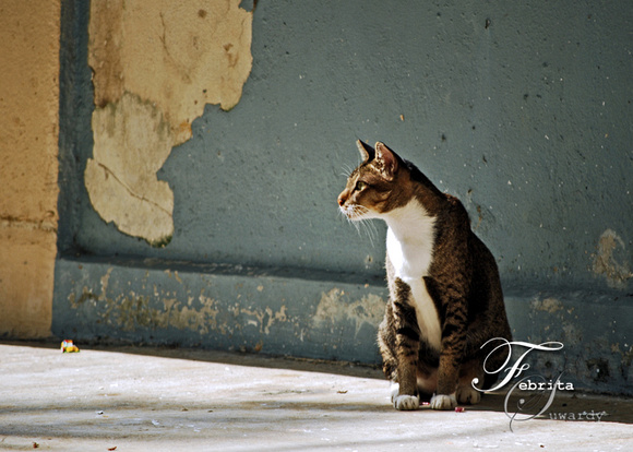 p692010790-3.jpg