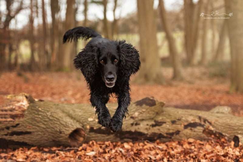dog15-800x534.jpeg