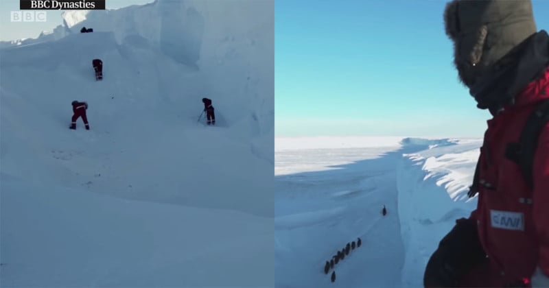 bbcpenguinsfeattt-800x420.jpg