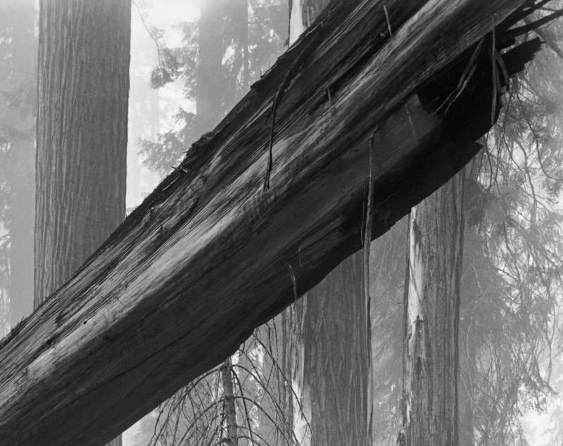fallen-sequoia-3-800x634.jpg