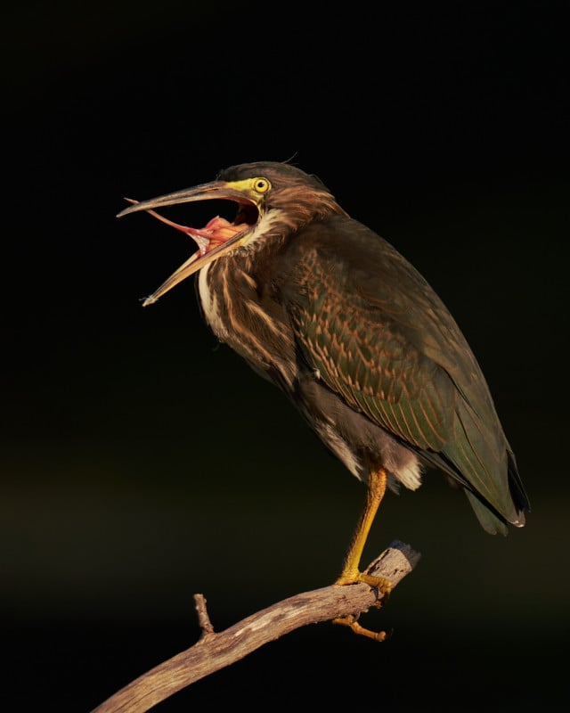 sigma-150-600-dg-dn-os-lens-sample-3-640x800.jpg