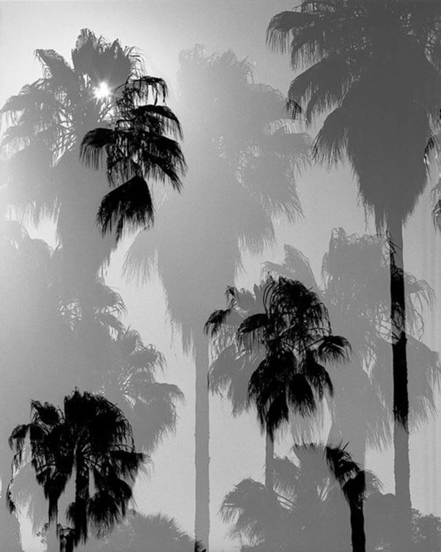 PalmsIII-640x800.jpg