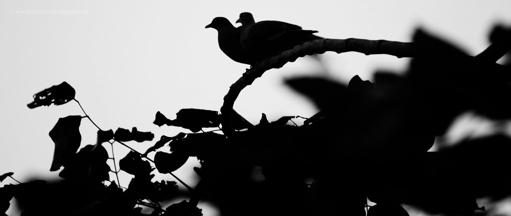 3456778070_a77bcb8524_b.jpg
