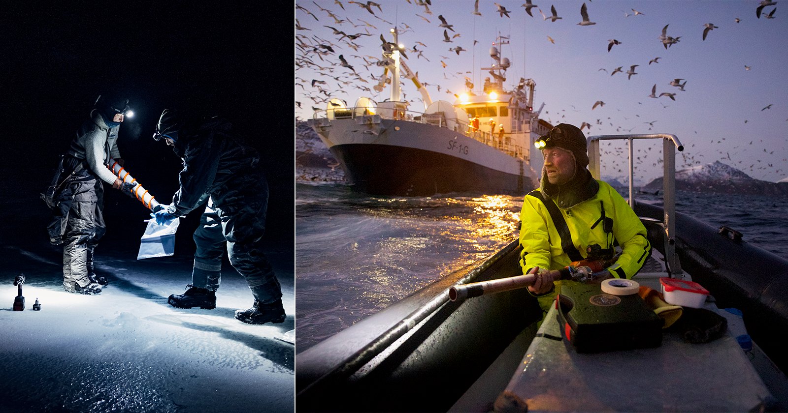 Two scientists collect samples on snowy ground at night using headlamps (left); a person in a yellow jacket sits in a small boat near a larger ship, surrounded by flying birds at dusk (right).