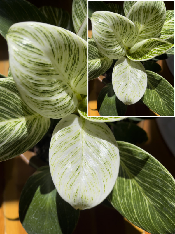 apple-pro-raw-unedited-vs-super-resolution-600x800.jpg