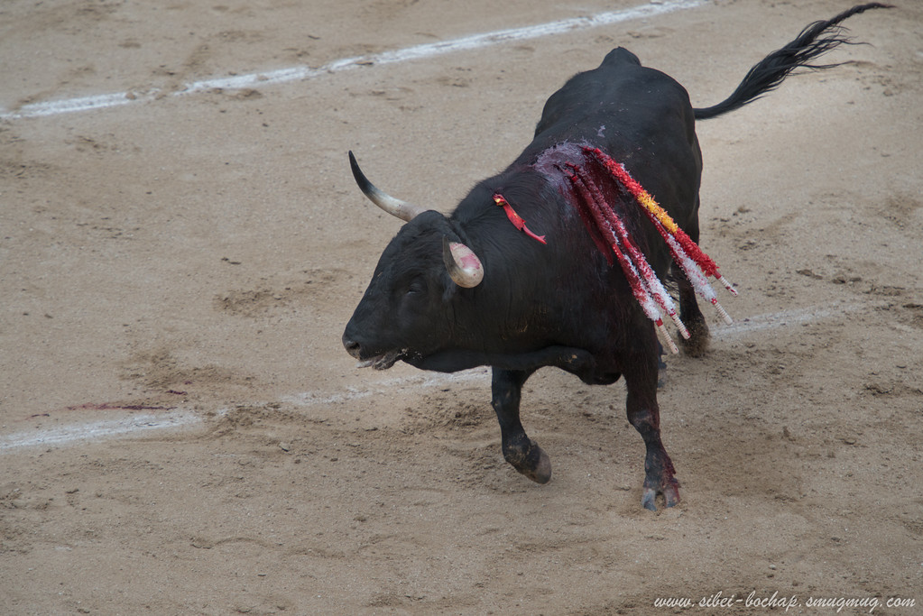 DSC7750-XL.jpg