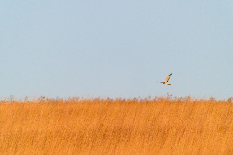 ray-hennessy-northern-harriers_008-800x532.jpg