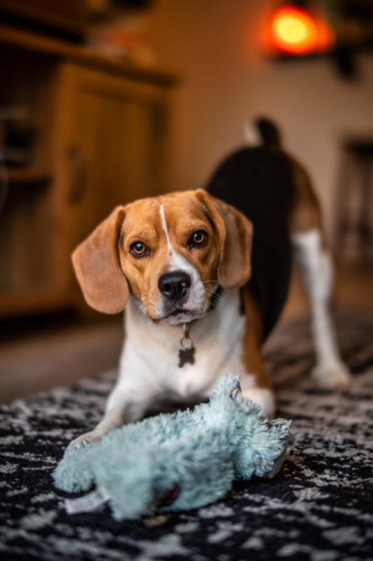 Shallow Depth of Field images of beagle with Laowa 45mm f/0.95 Lens