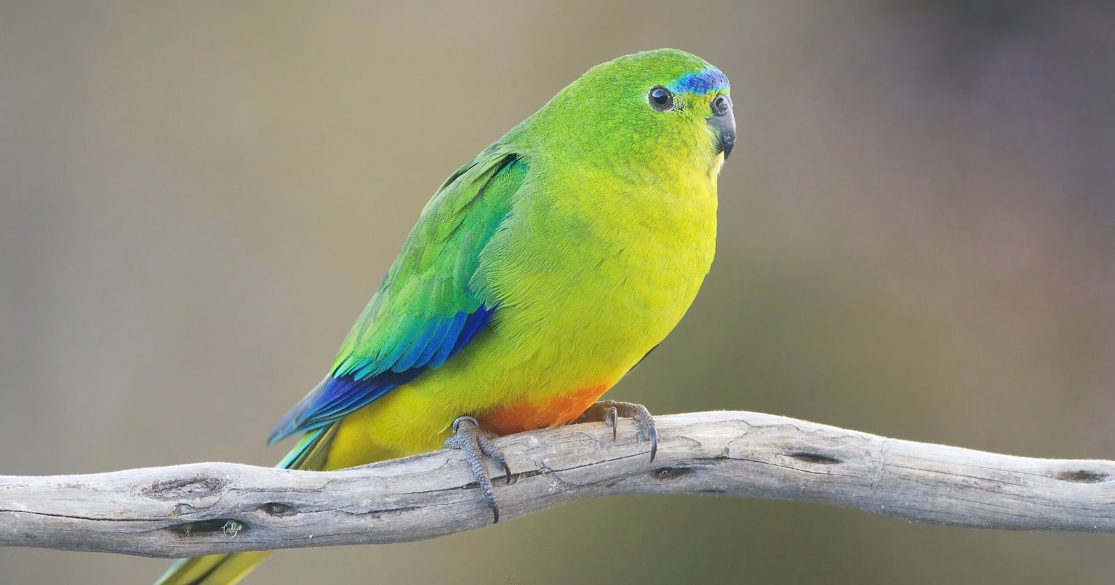 A bright green and yellow parrot with blue wing feathers and a hint of orange sits perched on a light-colored branch against a soft, blurred background.