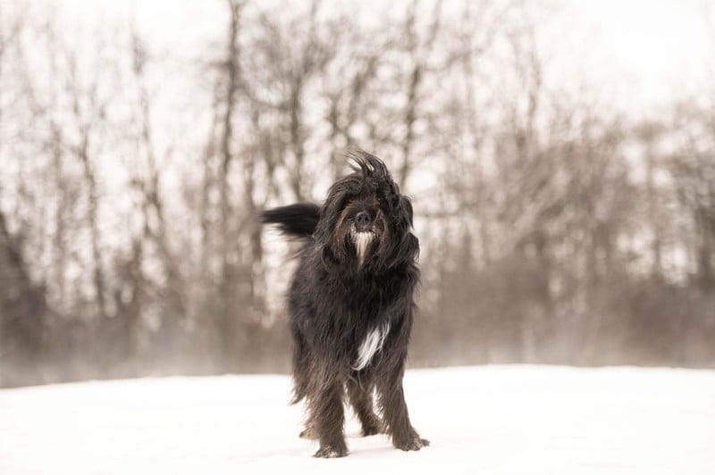 Balzac-0638-800x532.jpg