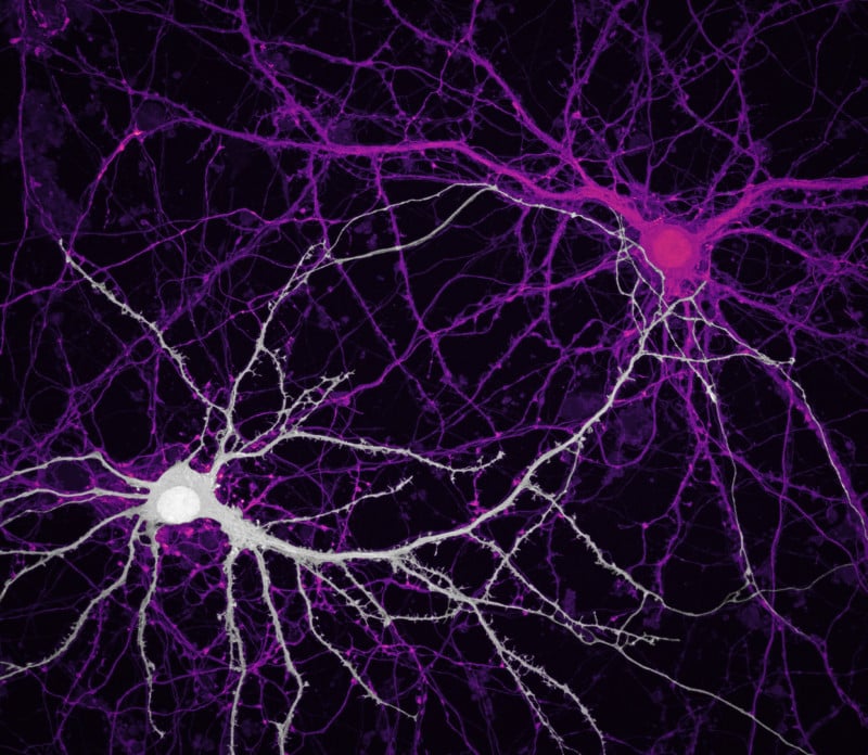 9-JasonKirk_2Neurons-800x696.jpg