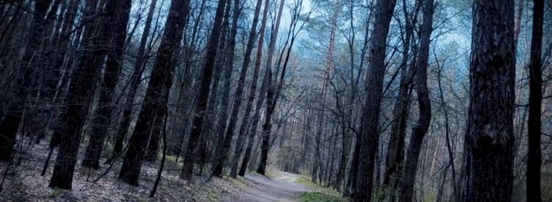 Angled-Forest-800x293.jpg