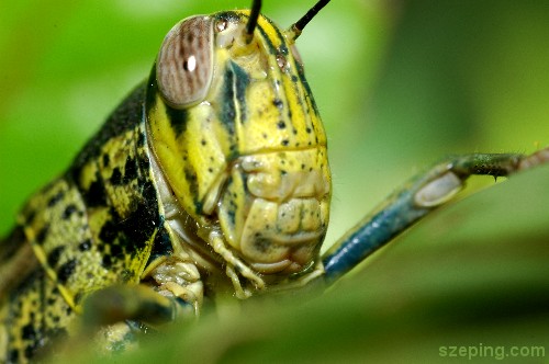 hopper2.jpg