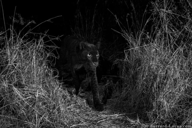black_panther-1-800x533.jpg