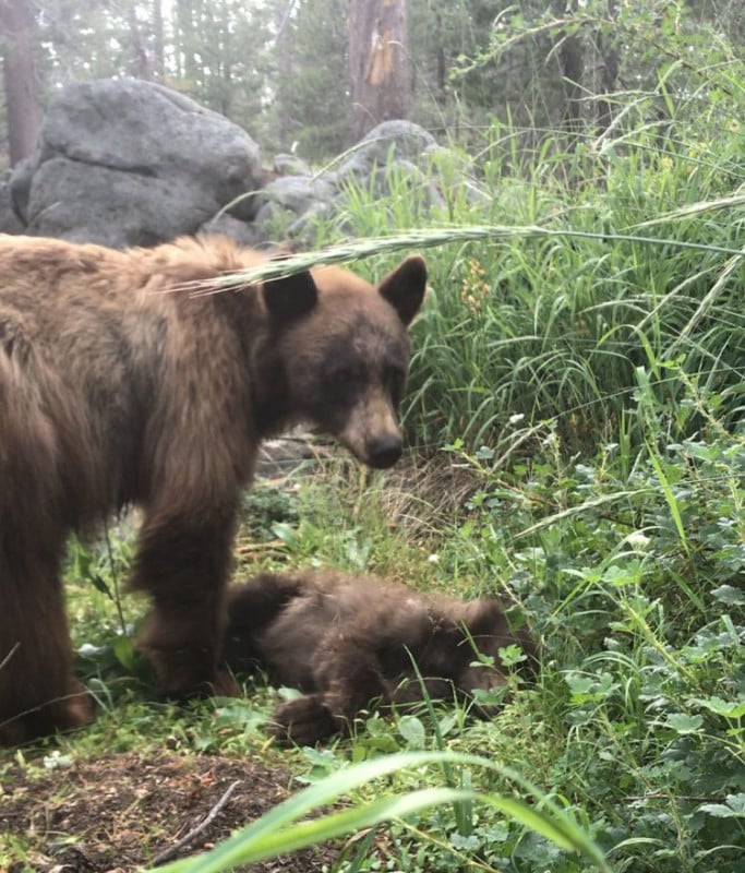 mamabeardeadcub-683x800.jpg