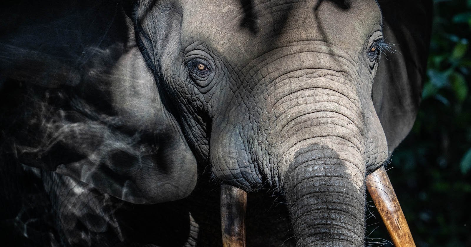 Close-up of an elephant's face, highlighting its textured skin and tusks. The light and shadow create a dramatic effect, while its eyes gaze forward. Lush greenery is faintly visible in the background, adding depth to the scene.