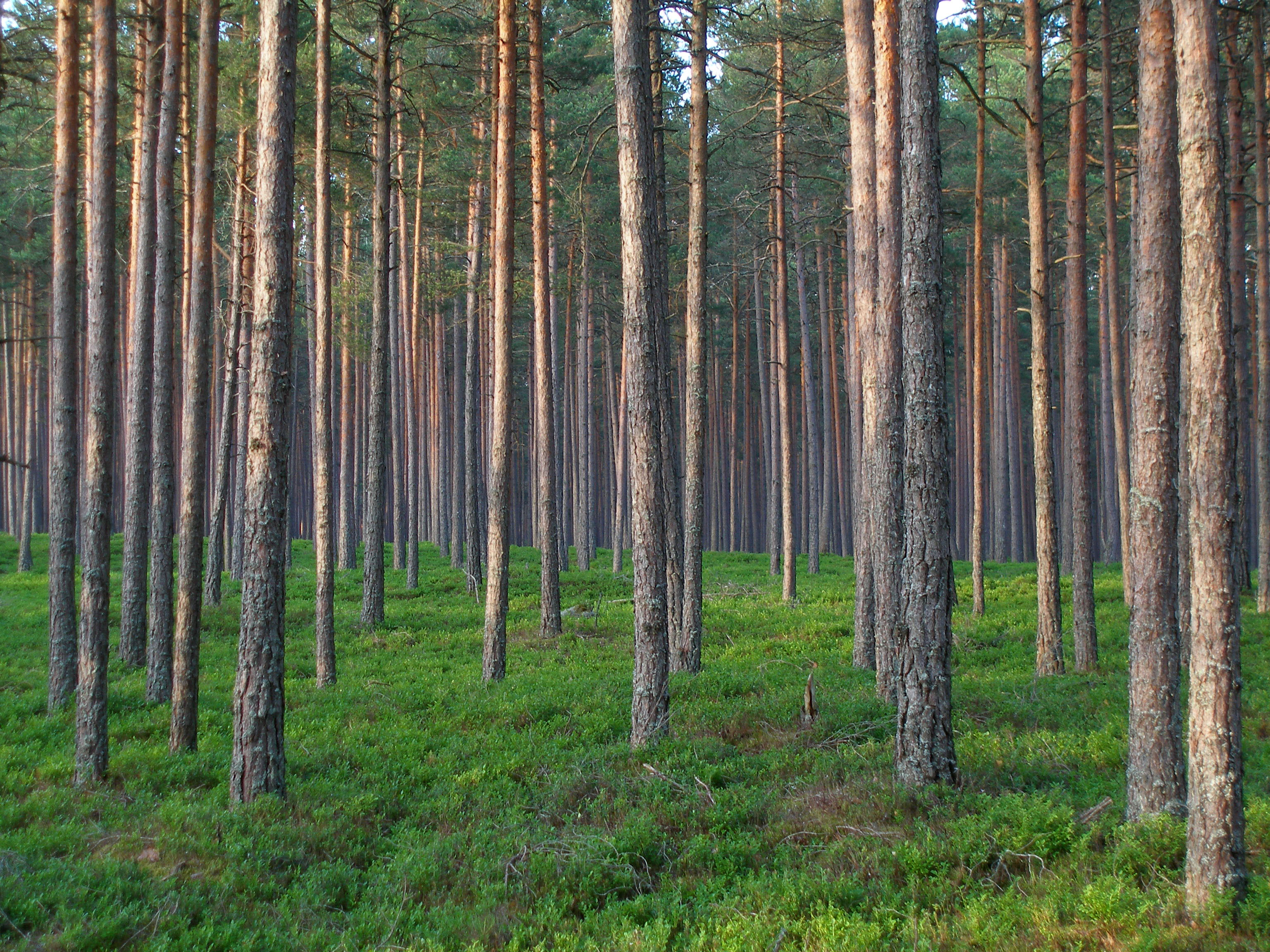 Pine_forest_in_Estonia.jpg