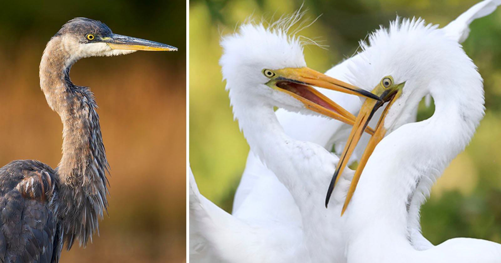 Camera height for wildlife photography