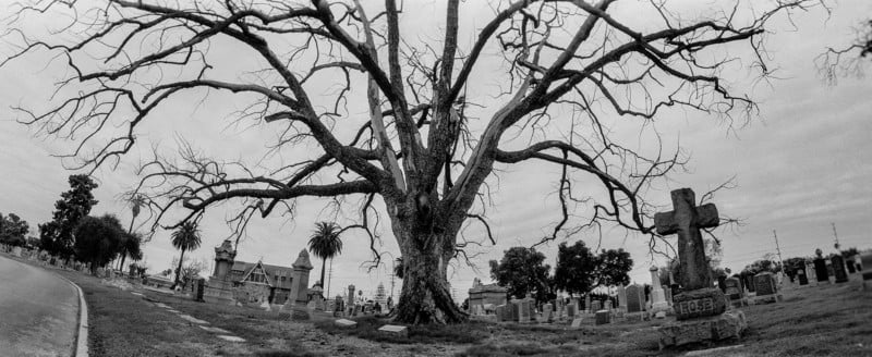 Tree-0002-800x328.jpg
