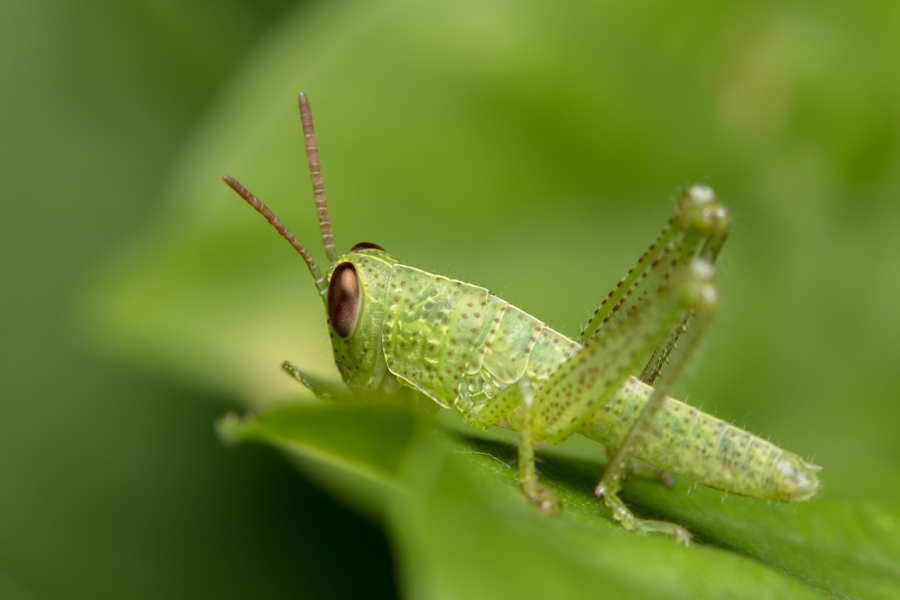 hop.jpg