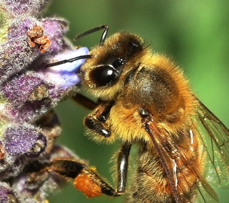 A bee on a flower with a smaller light spot