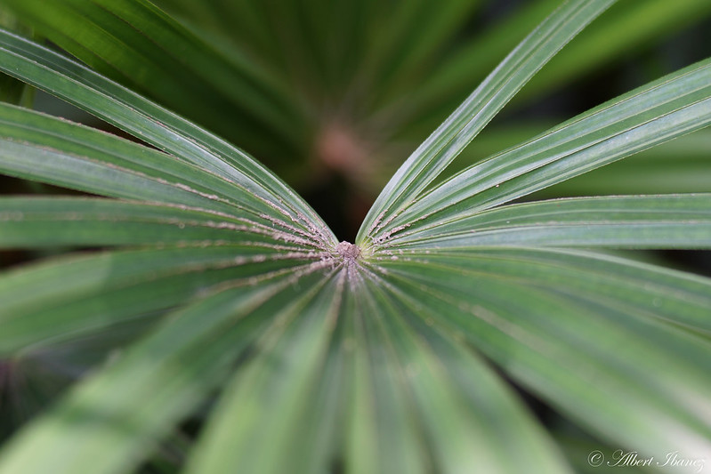 8079094205_bef4402fe6_c.jpg