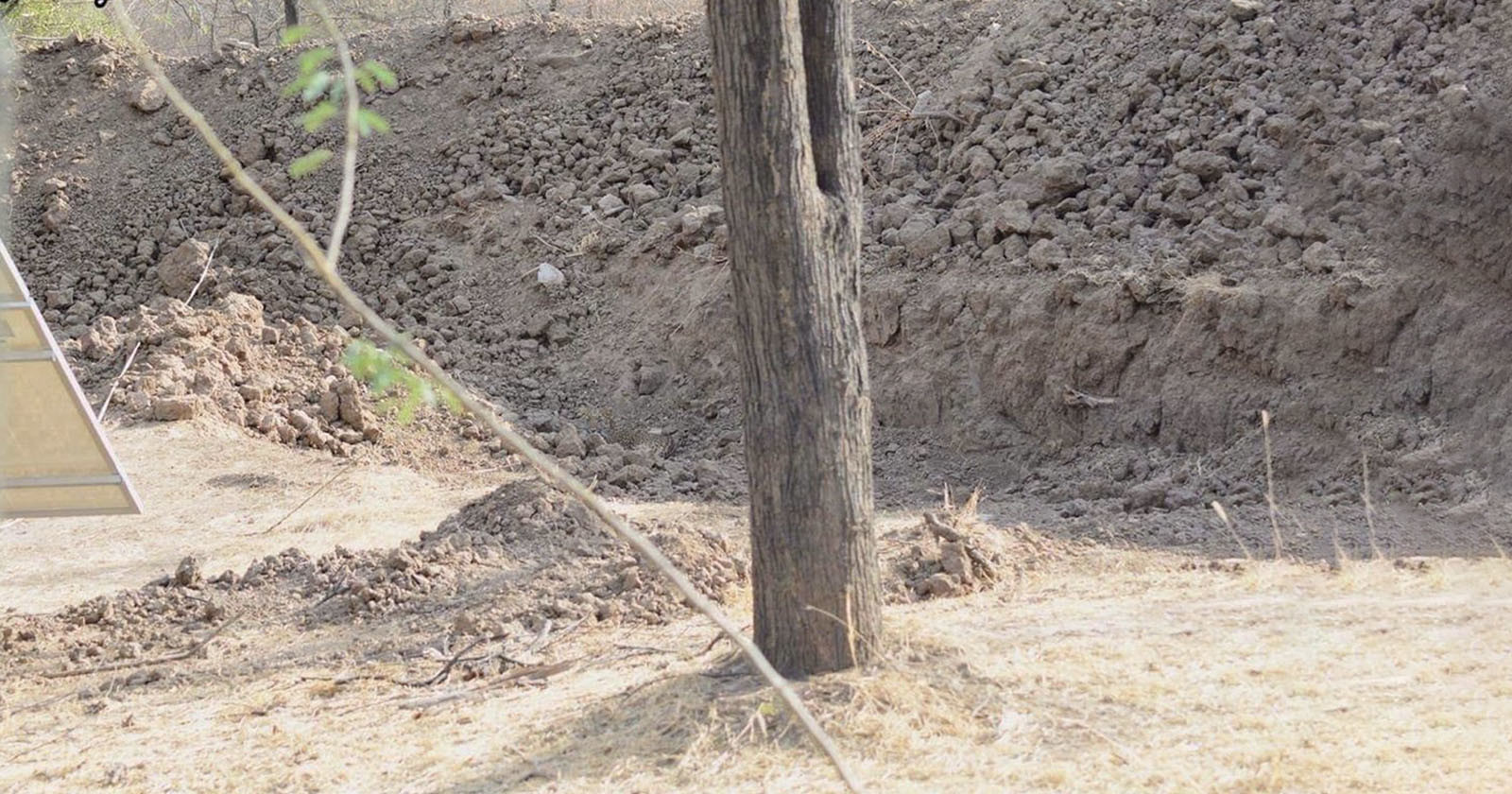 leopard