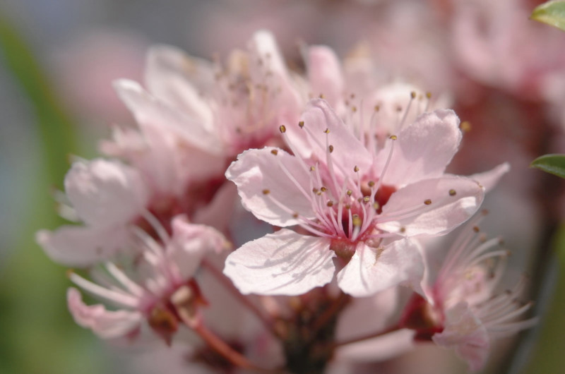 L9999895_AP-800x530.jpg