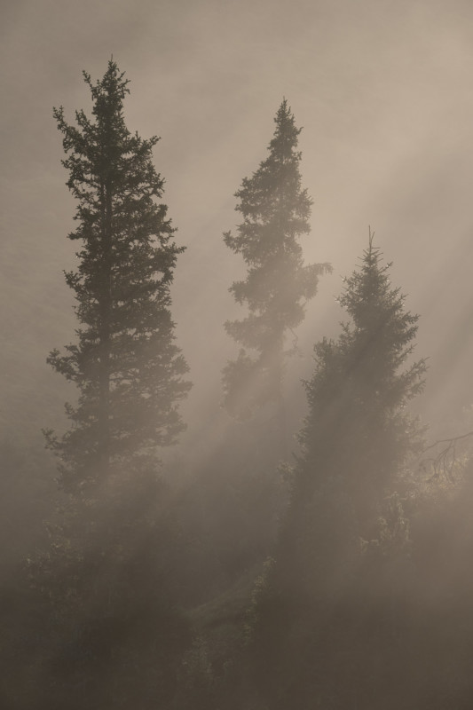01-livieri_trees_raw-533x800.jpg
