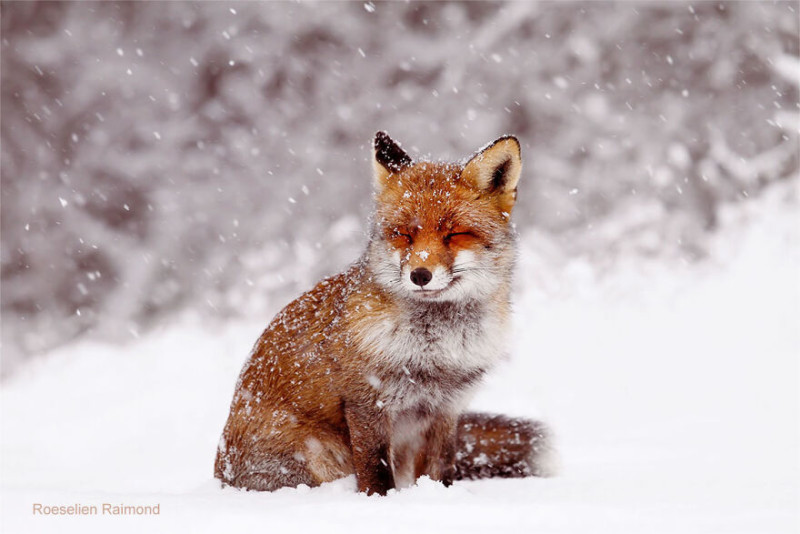 red_fox_in_the_snow_-61b886834f026__880-800x534.jpeg