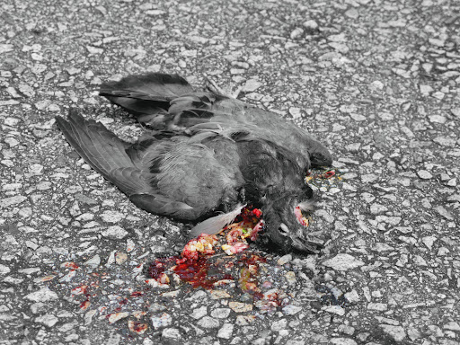 birdydead.jpg